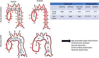 Extracellular Matrix in Aging Aorta